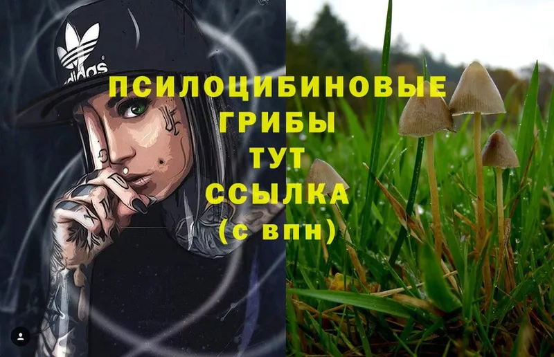 Псилоцибиновые грибы Psilocybe  дарнет шоп  Каргополь 